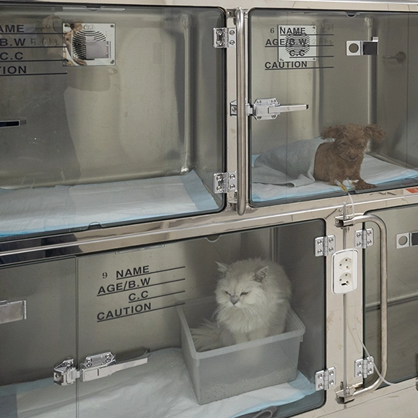 about-system-anesthesia