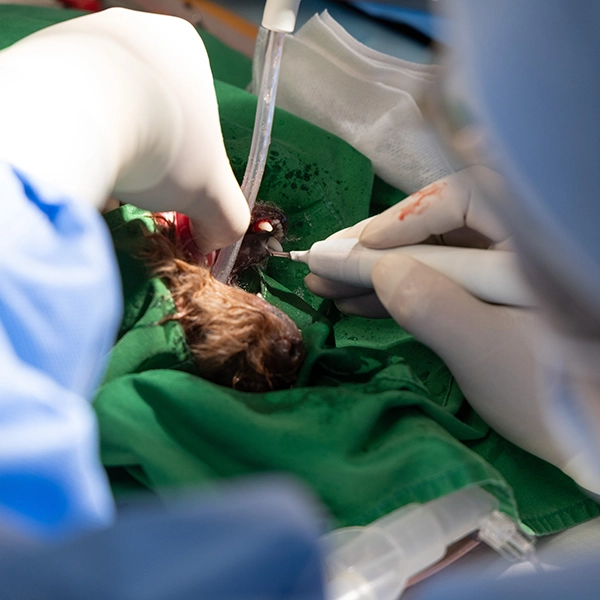 about-system-procedure