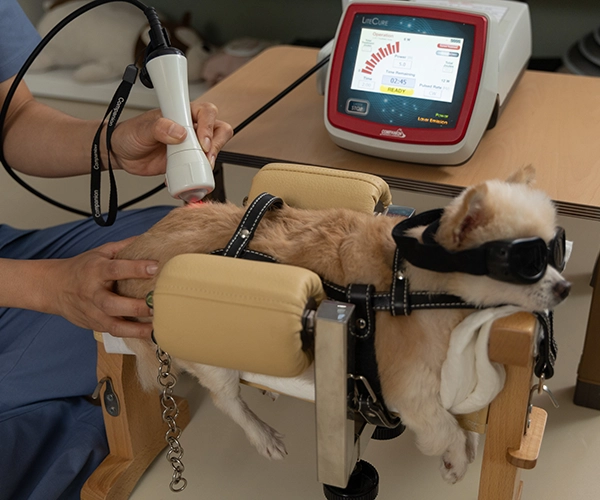 재활 물리치료 이미지