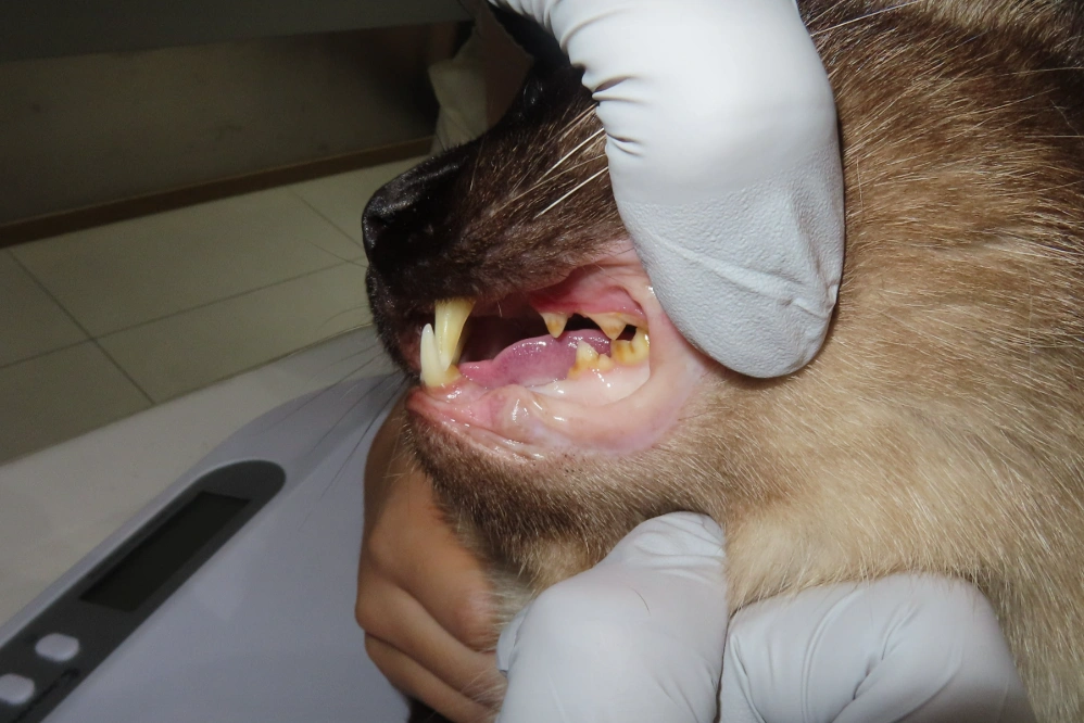고양이 치과 진료 안내
