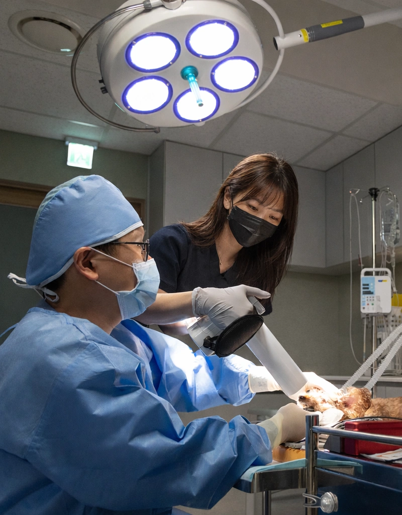 월드펫 발치 진료 시스템