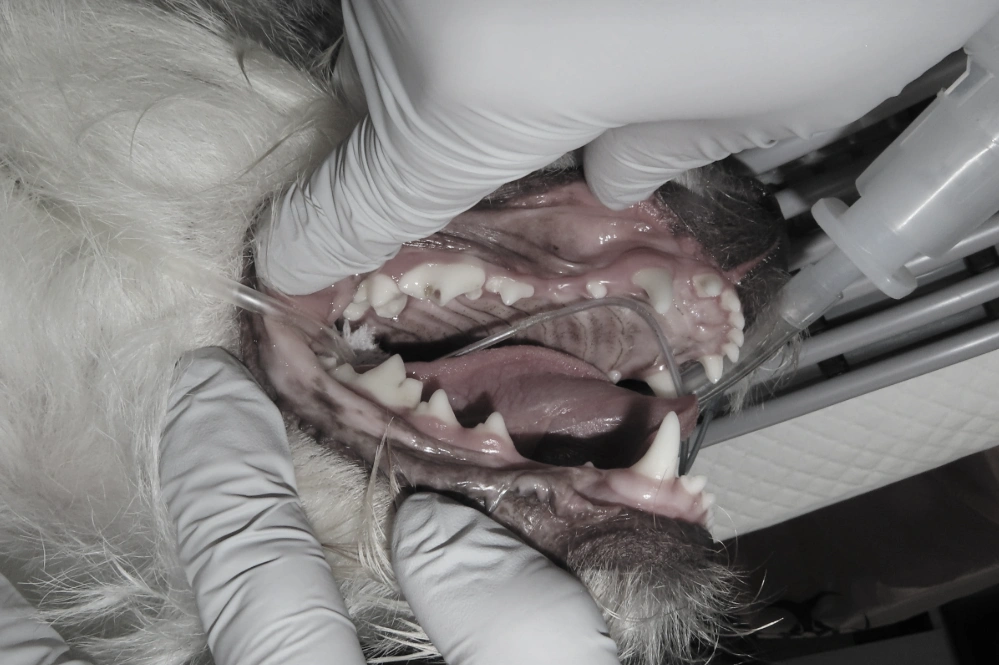 신경치료 안내 이미지