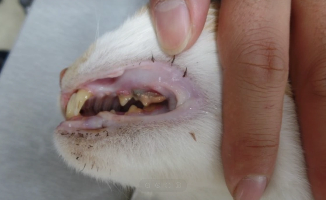 치아 건강 체크리스트