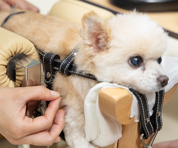 노령동물 집중센터 소개 이미지