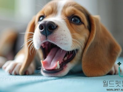 동물도 치아건강이 오복 중에 ‘으뜸’