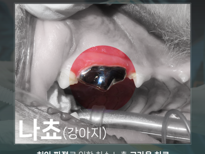 [월드펫 동물치과센터 ㅣ 파절된 치아로 인한 치수노출 된 강아지 나쵸 발치 대신 보존 케이스  