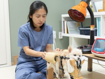 수의 한방 ‘침 치료’ 관리 노령동물 고통 덜어준다
